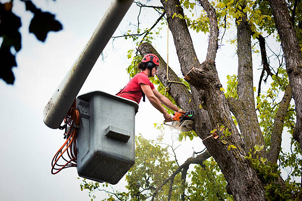 Professional Tree Removal and Landscaping Services in Buellton, CA